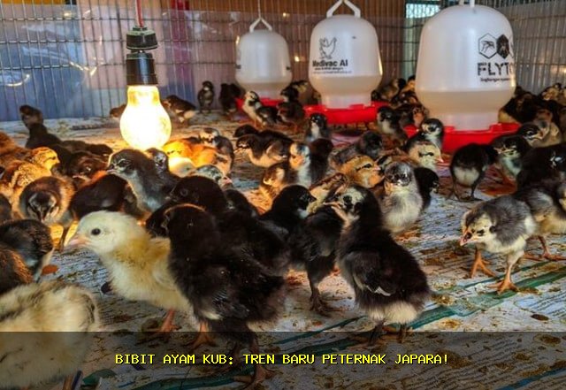 082134536124 Jual Bibit Anak Ayam KUB di Japara Kuningan
