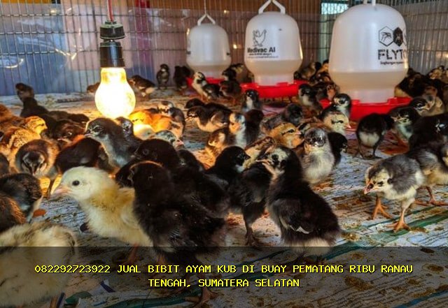 0896-0696-2025 Jual Bibit Ayam KUB Terbaik di Buay Pematang Ribu Ranau Tengah, Ogan Komering Ulu Selatan, Sumatera Selatan!