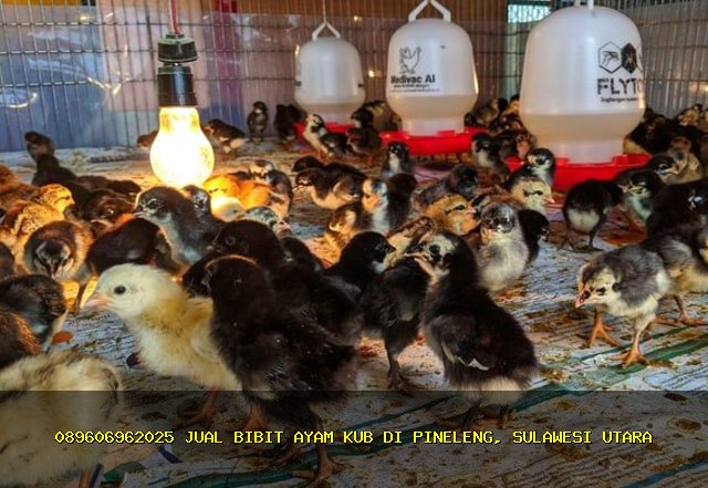 0896-0696-2025 Jual Bibit Ayam KUB Terbaik di Pineleng, Minahasa, Sulawesi Utara!