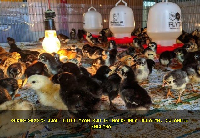 0896-0696-2025 Jual Bibit Ayam KUB Terbaik di Wakorumba Selatan, Muna, Sulawesi Tenggara!